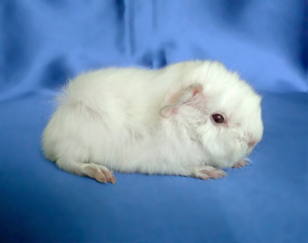 Darrel Queen Madonna